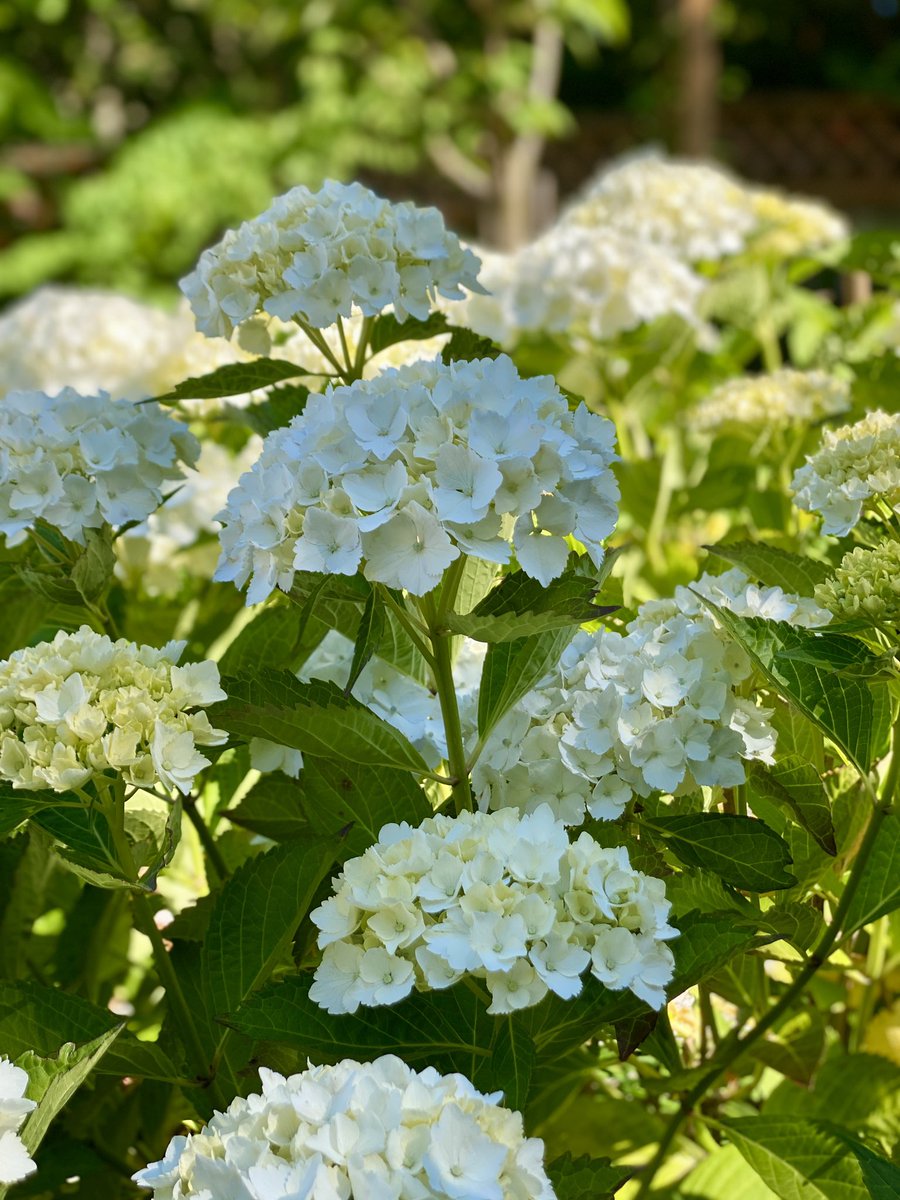 My beautiful hydrangeas
