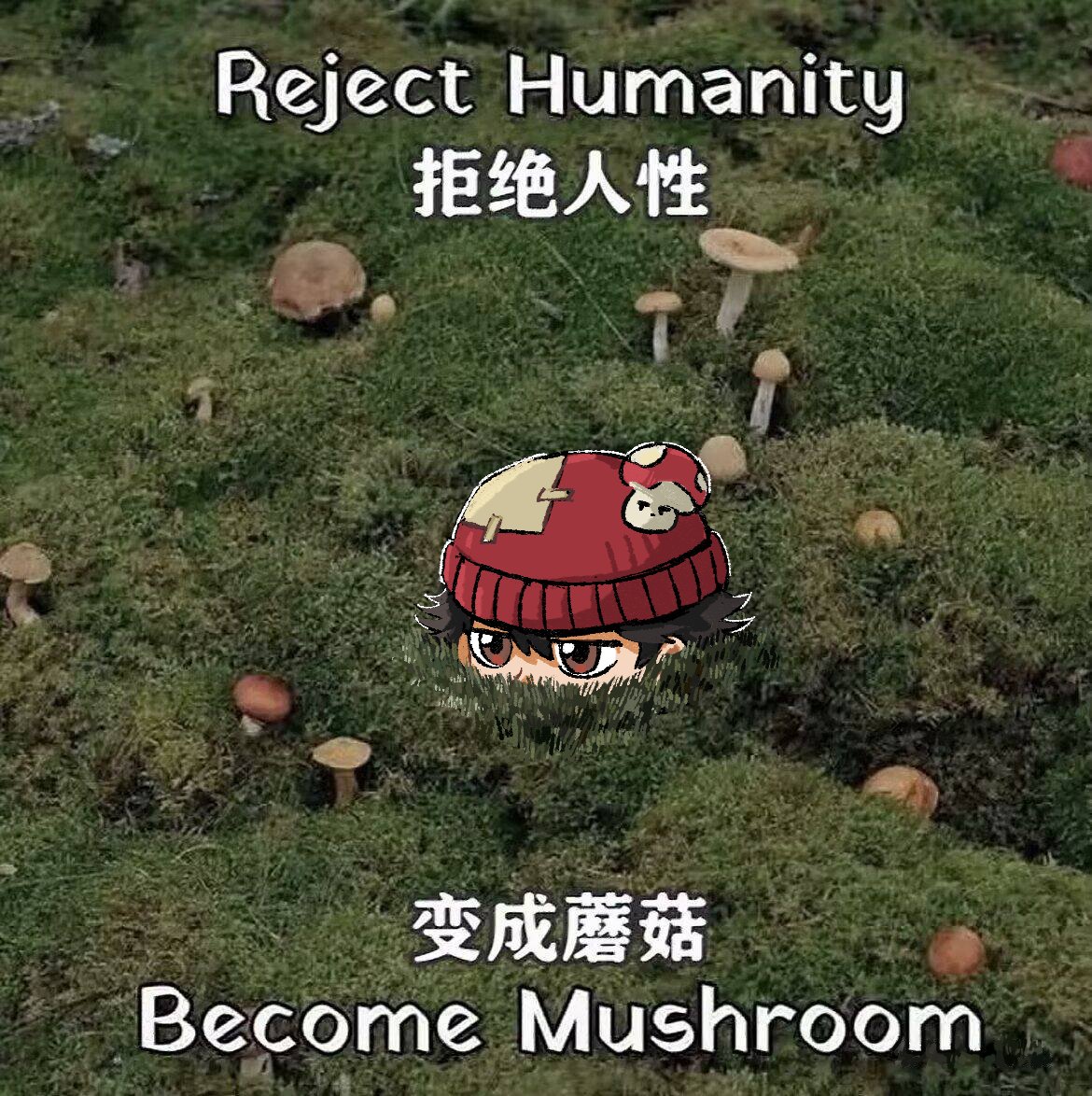 冬猫夏豆 (@nekobean__) on Twitter photo 