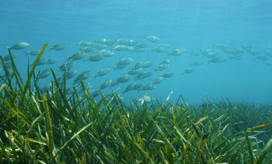 JOB OPPORTUNITY: Research Assistant Professor of Restoration Ecology (University of the Virgin Islands)

The Center for Marine and Environmental Studies (CMES) at the University of the Virgin Islands (UVI) seeks to hire a non-tenure track Research Assistant Professor who will