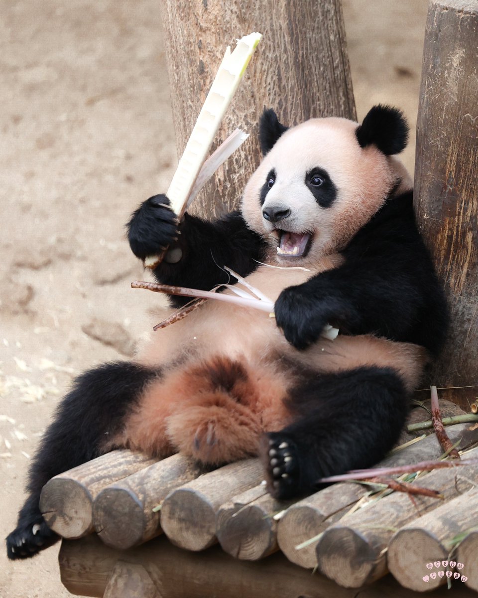 등받이 없으니까 애기들 자꾸 우체통 사이에 낑기는거 너무 귀엽다ㅋㅋ🤭💜

25.06.28📸

#루이바오 #Ruibao #바오패밀리