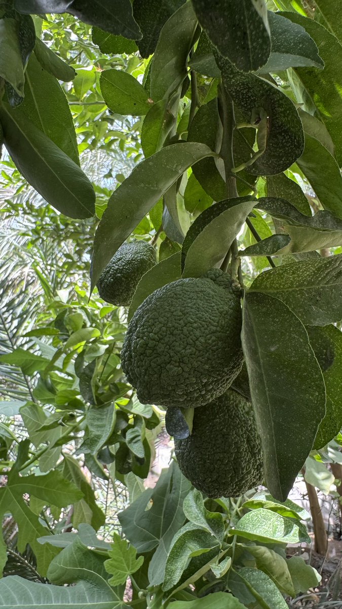 صباحات صيفية🌿✨