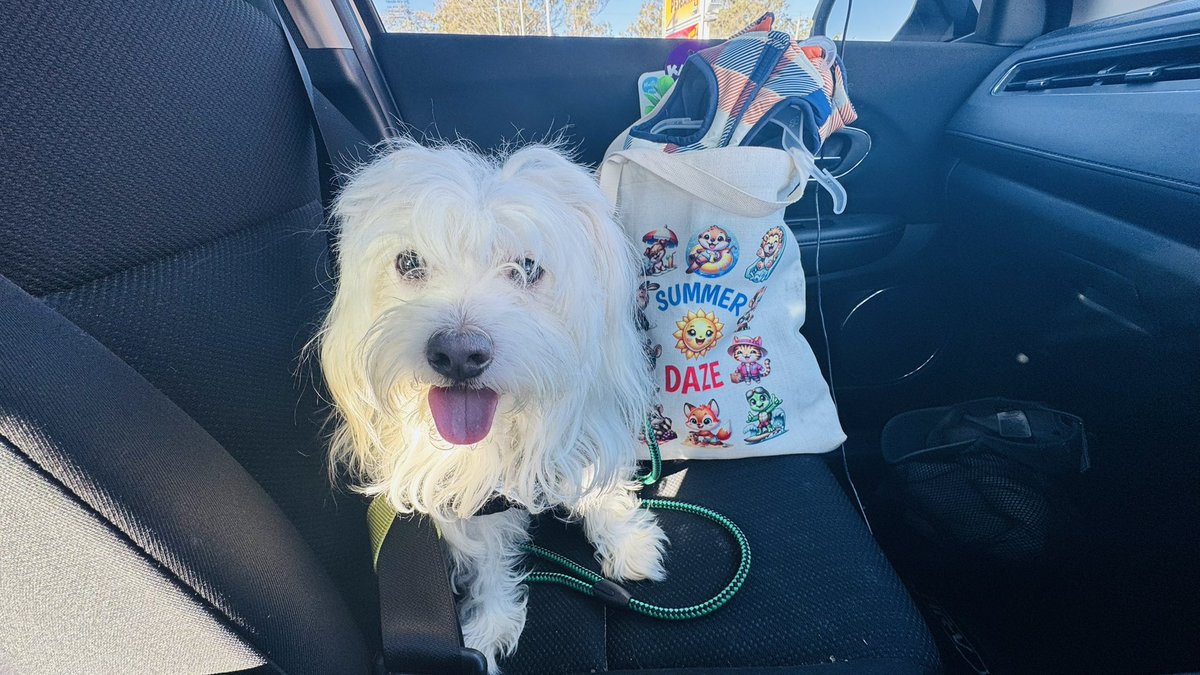 Pals, I’ve had a morning sniffari, followed by a shopping spree at PetBarn where I got a new jacket 🐶🩵🌼 My Summer Daze Tote Bag from Charlie <a href="/CharliePawsUp/">Charlie Boo 💙🐶</a> was the perfect carry bag 🤩🐩 Have a happy #tongueouttuesday ☀️🌴🐕 Luv Rocky #saltywavedog #dogwalk #dogsofx