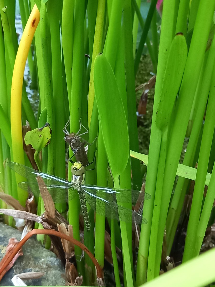 Couple of Southern Hawker dragonflies just emerged from exuvia on garden pond this morning <a href="/DerbysWildlife/">Derbyshire Wildlife Trust</a> Always worth an early check as they soon fully expand &amp; harden &amp; fly off
