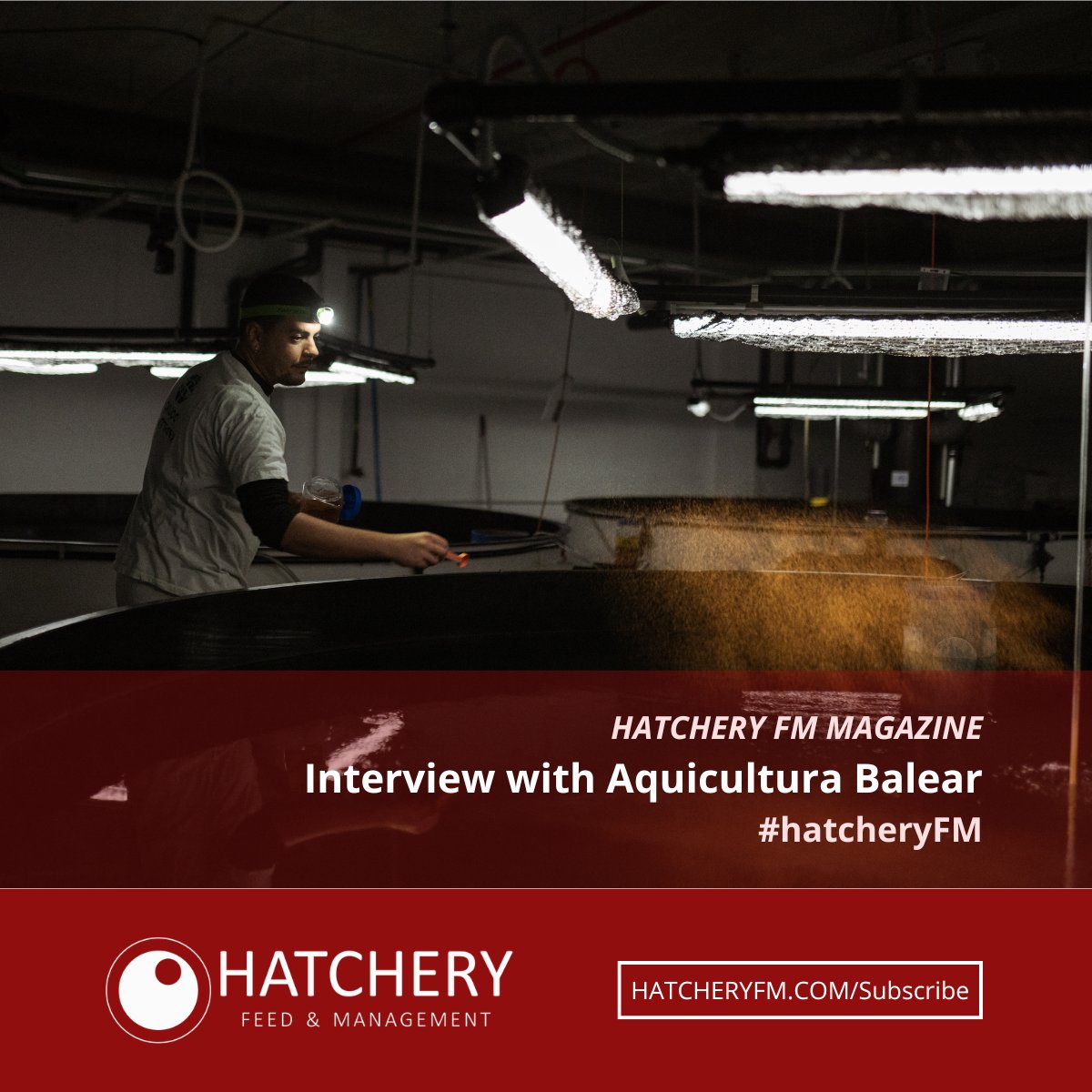 Aquicultura Balear, part of Cooke España, recently inaugurated a new fingerling facility in Spain. Don't miss this interview to learn how Cooke is shaping the future of seabream, seabass, and meagre production. 👉 magazine.aquafeed.com/books/qand//#p…

#hatcheryFM #seabass #seabream #meagre