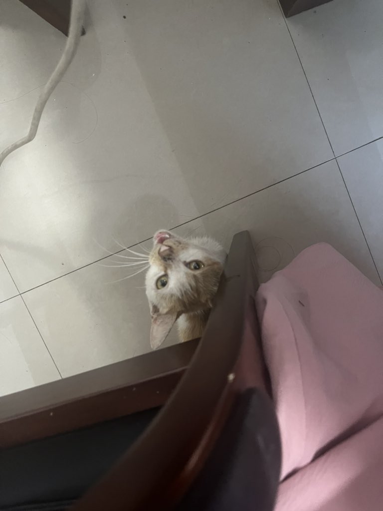 喂了这么几天缠上我了🫂