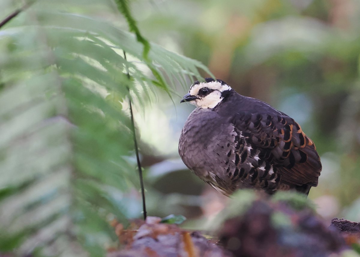 After the hardships of South Kalimantan, nice to be sat in a hide this morning having great views of the east Javan endemic, Grey-breasted Partridge on Gunung Ijen