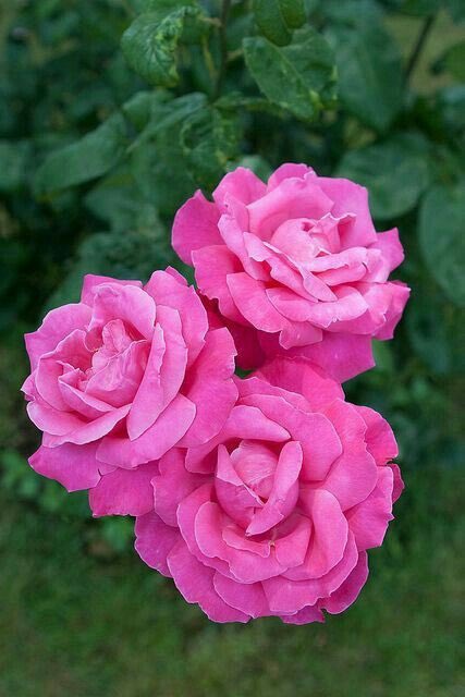 مشاعر الإنسان سر من اسرار الرحمن
 يضع من يشاء في قلب من يشاء
فسبحان من وضع لكم في قلبي قدراً ومحبه ومعزه
وعلى لساني ذكراً بالخير

حفظكم الله ويسر أمركم
ورزقكم راحة البال وسعادة الدنيا والآخرة