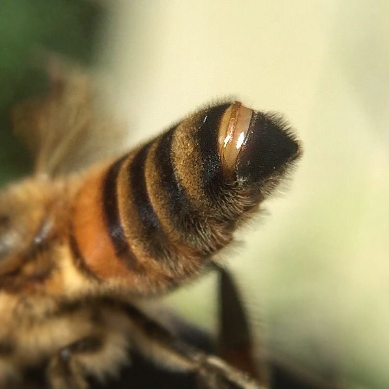 TheHiveMBA's tweet photo. The bee’s Nasonov gland releases a scent to guide lost bees home—reminding us that clear direction and unity bring teams back on track. 🐝 #Leadership #Teamwork #Communication #NatureWisdom #WorkplaceTips https://t.co/FgP00AbiaO