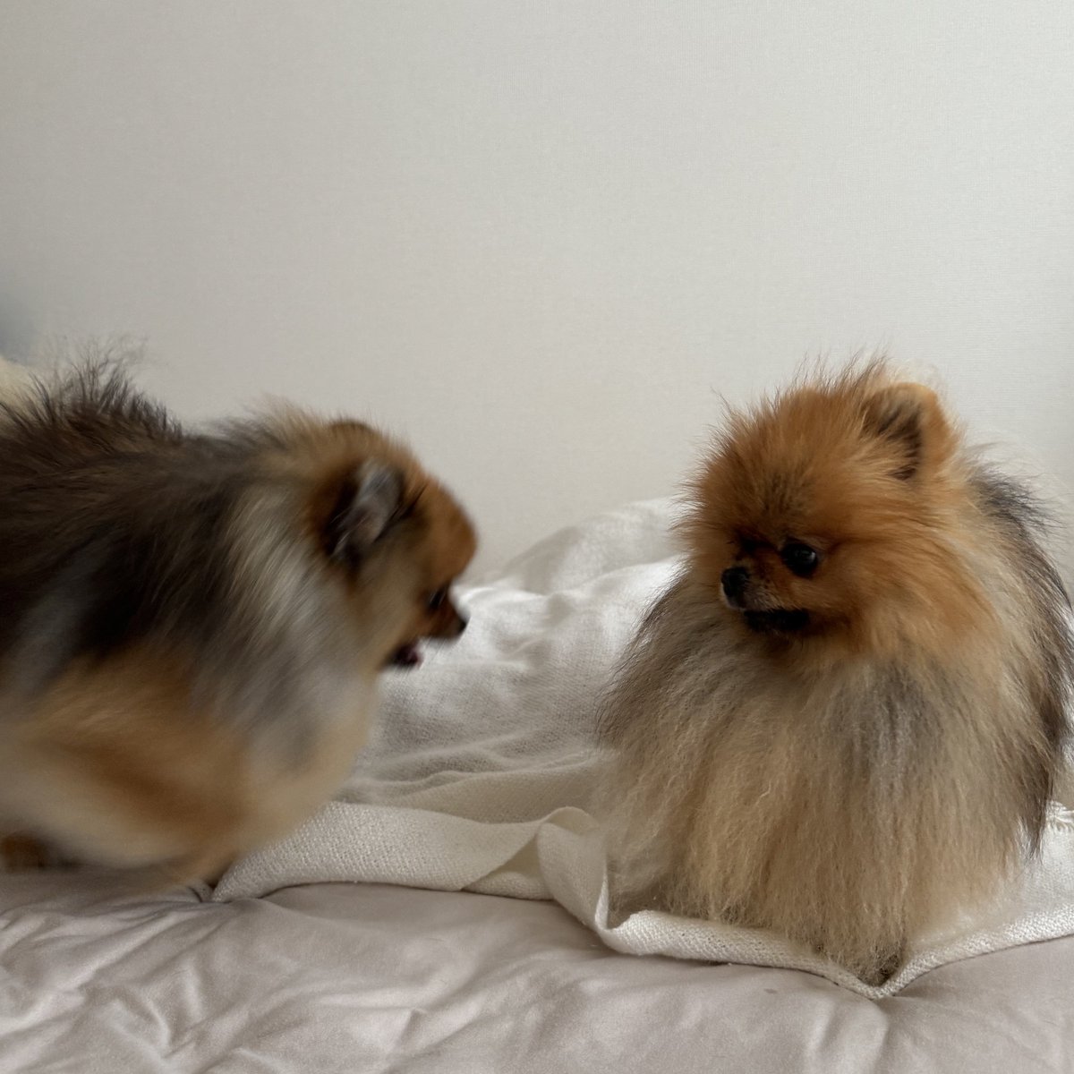 jun_pomeranian's tweet image. 妹が元気すぎてタジタジのお兄ちゃん