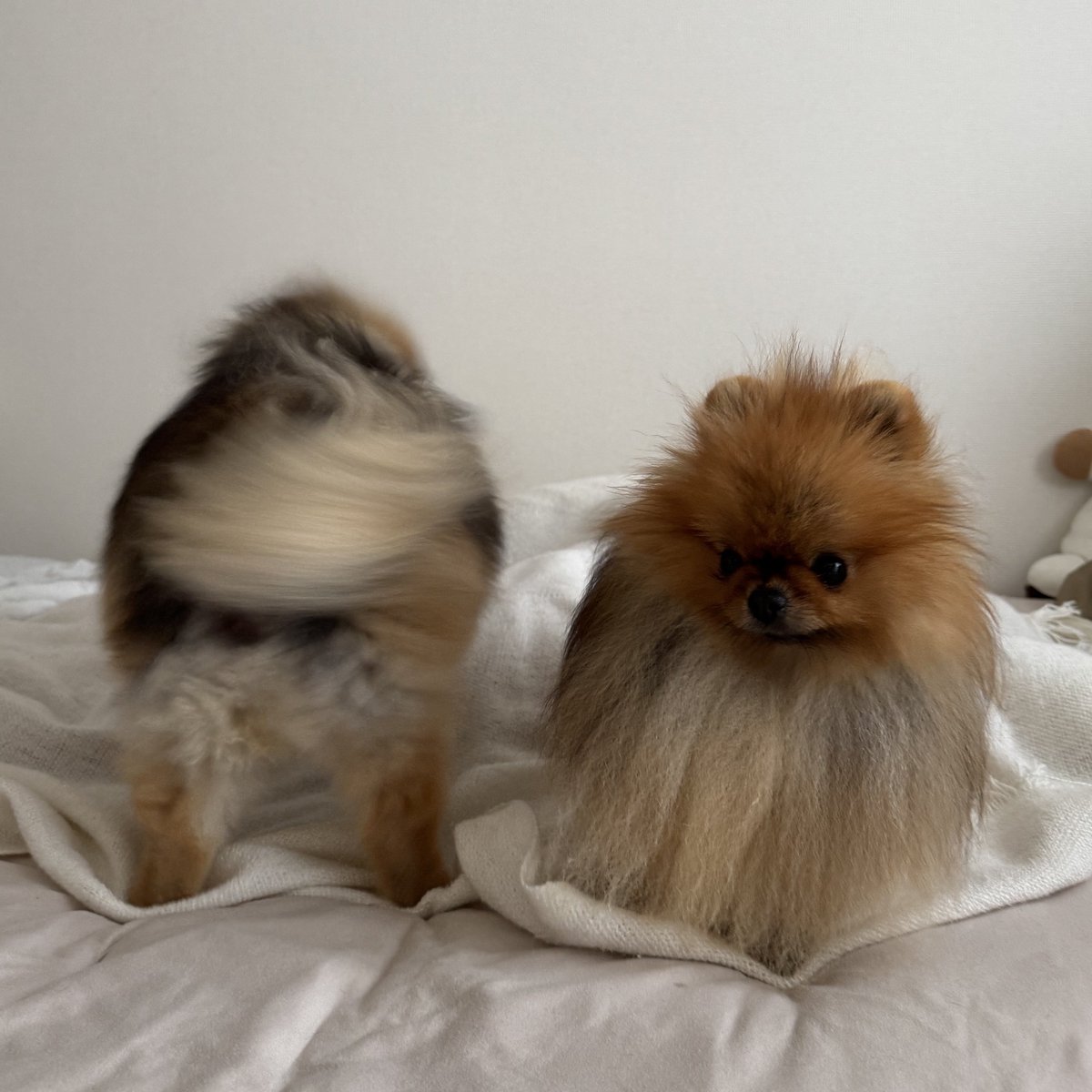 jun_pomeranian's tweet image. 妹が元気すぎてタジタジのお兄ちゃん