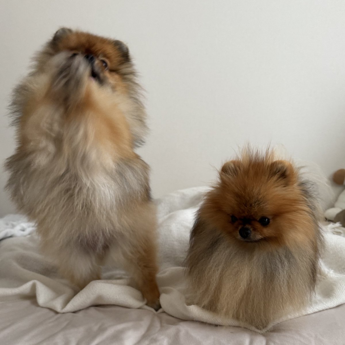 jun_pomeranian's tweet image. 妹が元気すぎてタジタジのお兄ちゃん