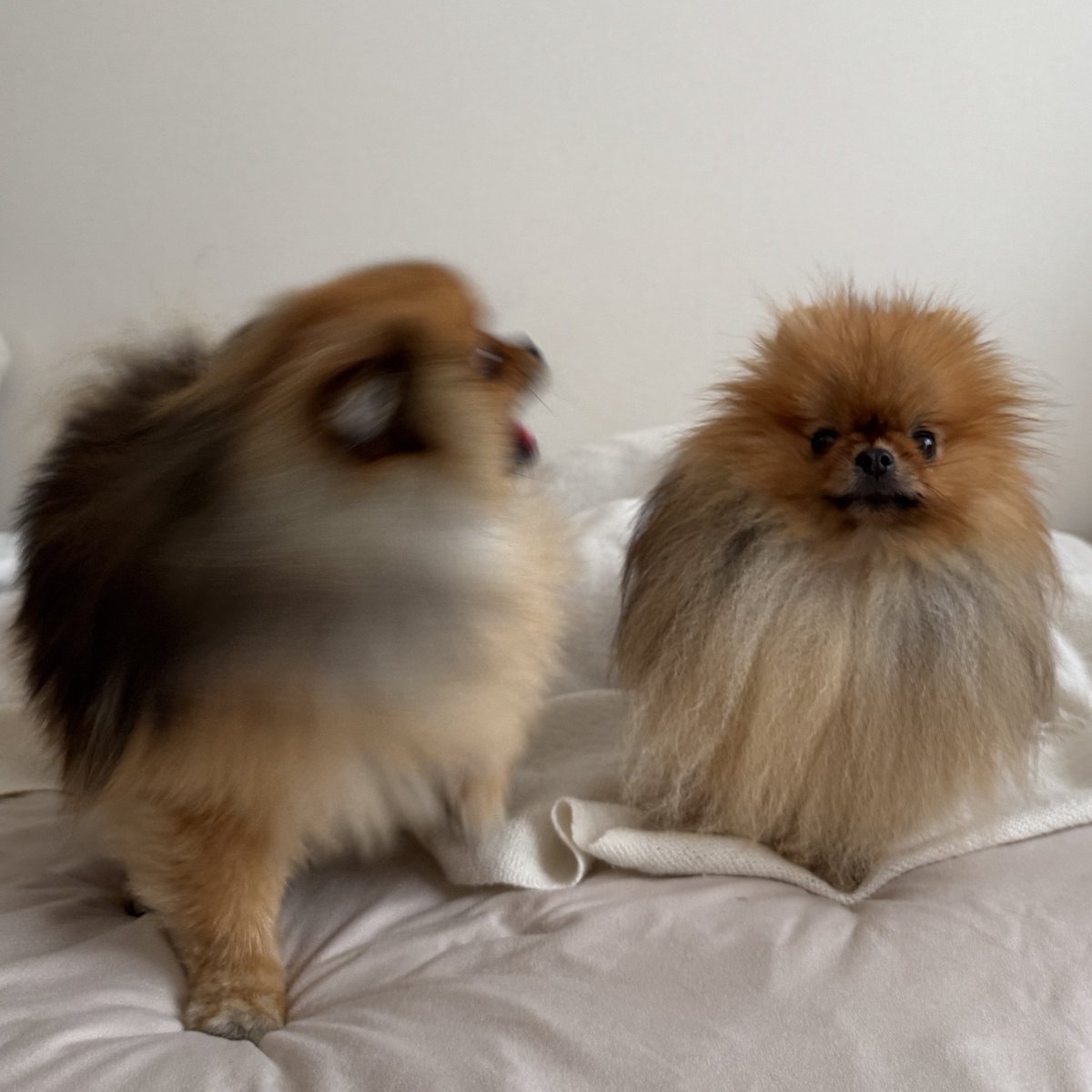 jun_pomeranian's tweet image. 妹が元気すぎてタジタジのお兄ちゃん