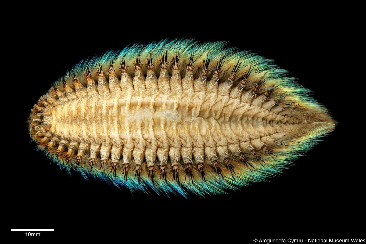 CardiffCurator's tweet photo. Belated International #PolychaeteDay with these beautiful marine bristle worm images taken by the scientific staff @Museum_Cardiff #WormWednesday https://t.co/8wkchhQ0iR