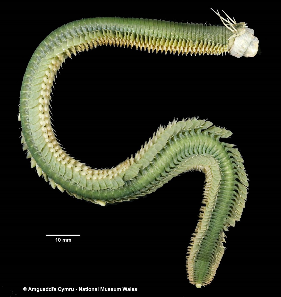 Cardiff Curator (@cardiffcurator) on Twitter photo Belated International #PolychaeteDay with these beautiful marine bristle worm images taken by the scientific staff <a href="/Museum_Cardiff/">Amgueddfa Caerdydd</a> #WormWednesday Belated International #PolychaeteDay with these beautiful marine bristle worm images taken by the scientific staff <a href="/Museum_Cardiff/">Amgueddfa Caerdydd</a> #WormWednesday