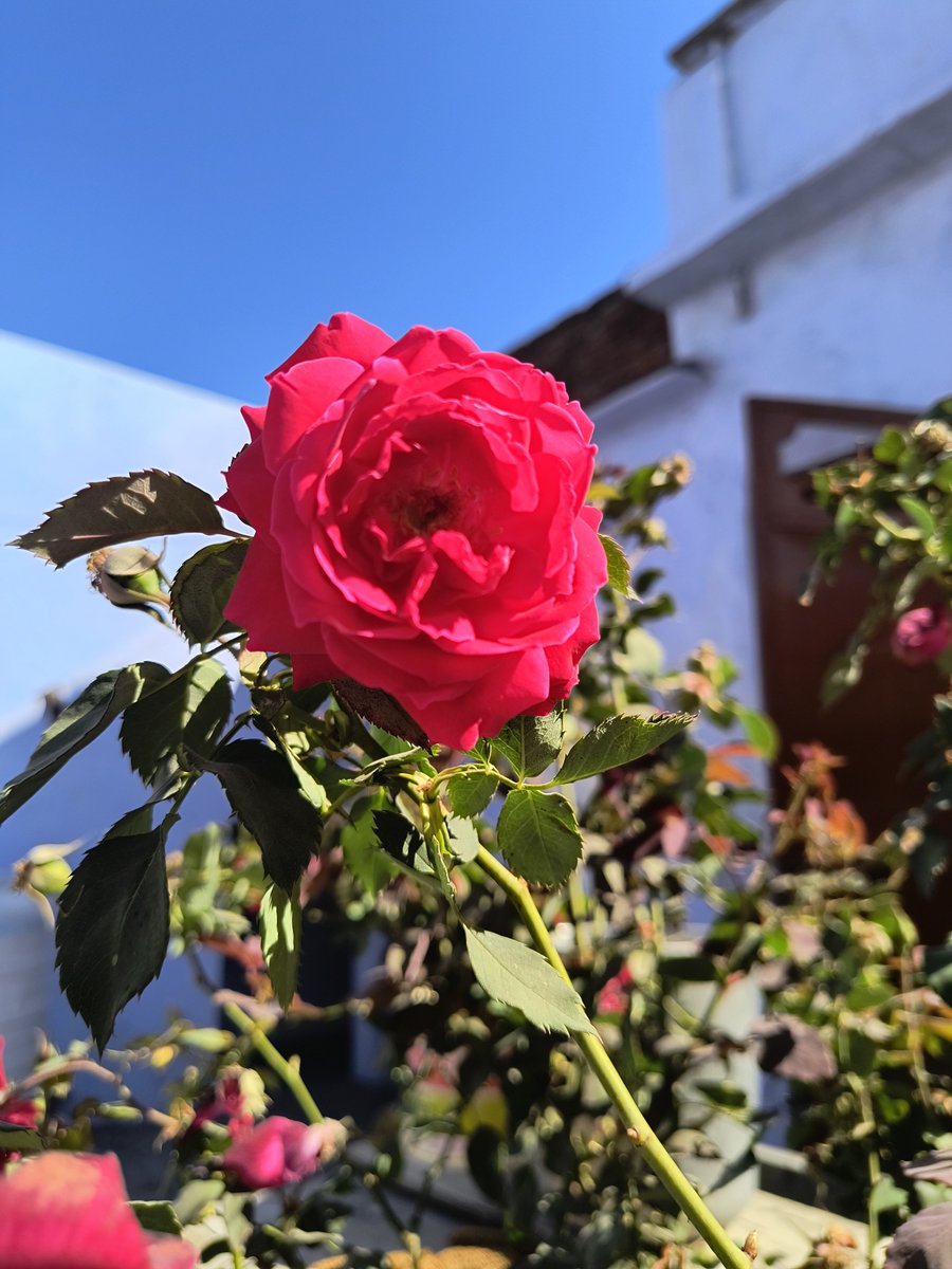 Main sirf aakraman nahi bas judne aur jodne walo ka sath nahi choud pata. main to phool hun kaanto ka sath bhi nahi chodta. 🙏