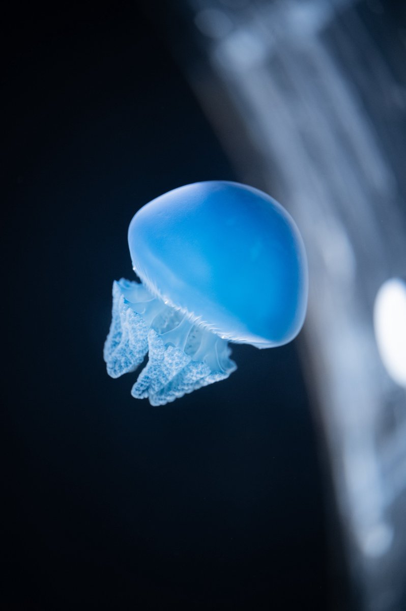 フォルムがとても可愛いカトスティラス・カラージェリー