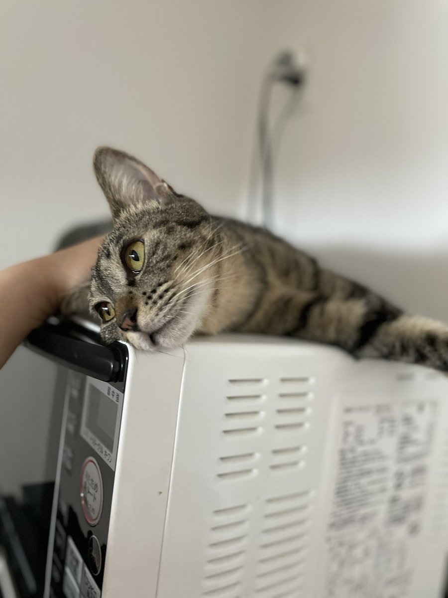 reborn1019's tweet image. #七夕の願い事 #保護猫譲渡 #埼玉県川口市 #里親募集