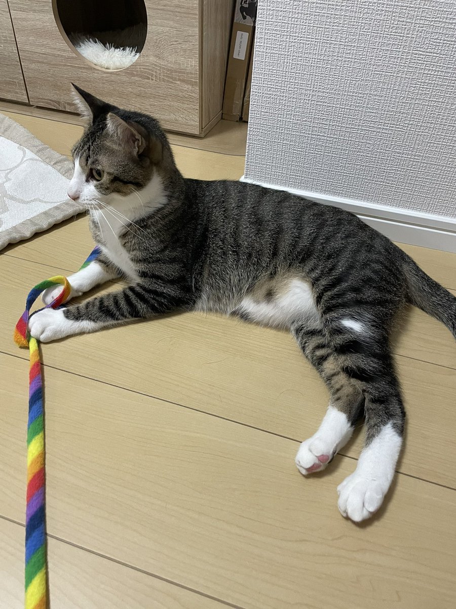 reborn1019's tweet image. #七夕の願い事 #保護猫譲渡 #埼玉県川口市 #里親募集