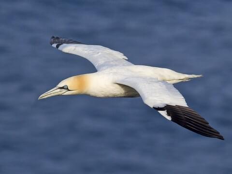 BeyondBCN's tweet photo. 2. . Other significant #seabird #displacement effects revealed in this study were avoidance by Razorbill (-67%) as well as Northern Gannet (-82%). In contrast to a strong #attraction of Lesser Black-backed and Great Black-backed Gulls..."(by Martin R. Perrow) #Belwind https://t.co/SFaAy4yMVD