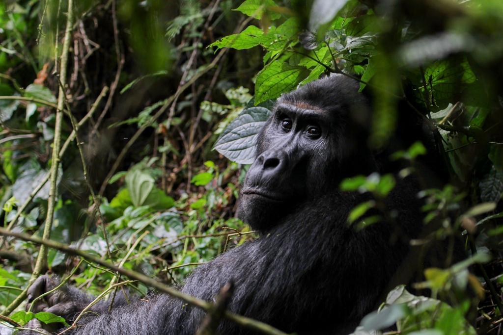 AllanBsafaris's tweet photo. Step into a realm where the untouched beauty of nature converges with the majestic presence of the world's largest primates.
 Experience the thrill of gorilla trekking in Uganda's lush rainforests.
#Bwindiimpenetrablenationalpark 
#travelisendless 
https://t.co/6heD0L2und https://t.co/ff0fbdeq96