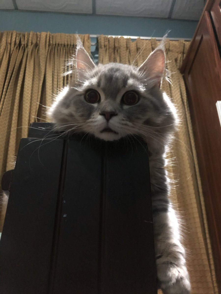 jujiees's tweet photo. #猫の変顔コンクール https://t.co/OotVpTpMpF