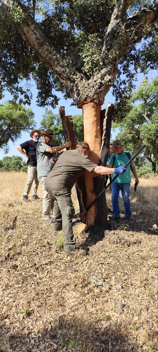 APMontnegreCor's tweet photo. #ICMC @CICYTEX
@CTForestal #institutcataladelsuro @ICSuro
#futureCork #pela #QuercusSuber #Aprofitaments_forestals #saca #alcornoque #corcho #bosc https://t.co/rKZrwlyJRC