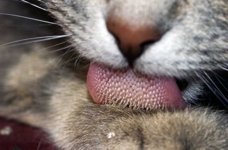 FeedCurio's tweet image. Your bones glow under X-ray — but cats' tongues?
Covered in tiny hooks called papillae, a cat's tongue under a microscope looks like a strip of Velcro.
It’s a built-in comb that rips meat from bone.
#AnimalFacts #CatScience #UnexpectedTruths