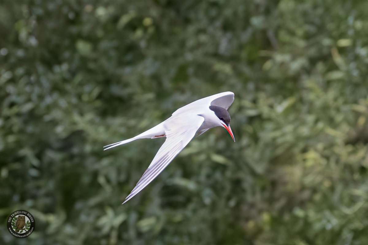 martinroper5462's tweet photo. 01/07 #SprotbroughFlash 16Blackcap, 5Willow warbler, 12Chiffchaff, 4Mute swan and 2Cygnets, 1Common buzzard, 1Water rail, 4Lapwing, 2Little grebe, 5Reed warbler, 8Common swift, 2House martin, 4Barn swallow, 22Sand martin, 2GC grebe, 1Common tern, 1j Kingfisher @YorksWildlife https://t.co/LgqEOPVmEx