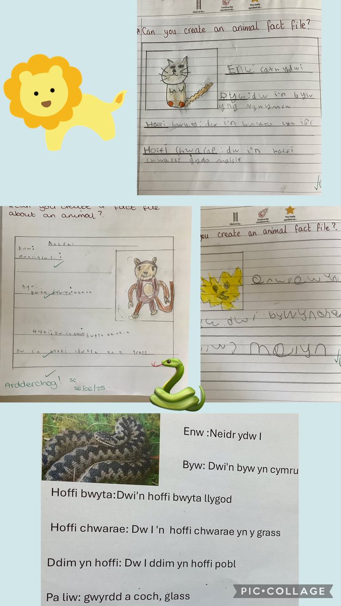 Yn Gymraeg, dysgon ni am anifeiliaid. We created fact files and included all the Welsh patterns learners had learnt previously … Gwaith ffantastig 🦁 🦒 🐍 🐒 <a href="/garntegprimary/">Garnteg Primary</a> <a href="/missswilliams95/">Mrs S Parfitt</a>