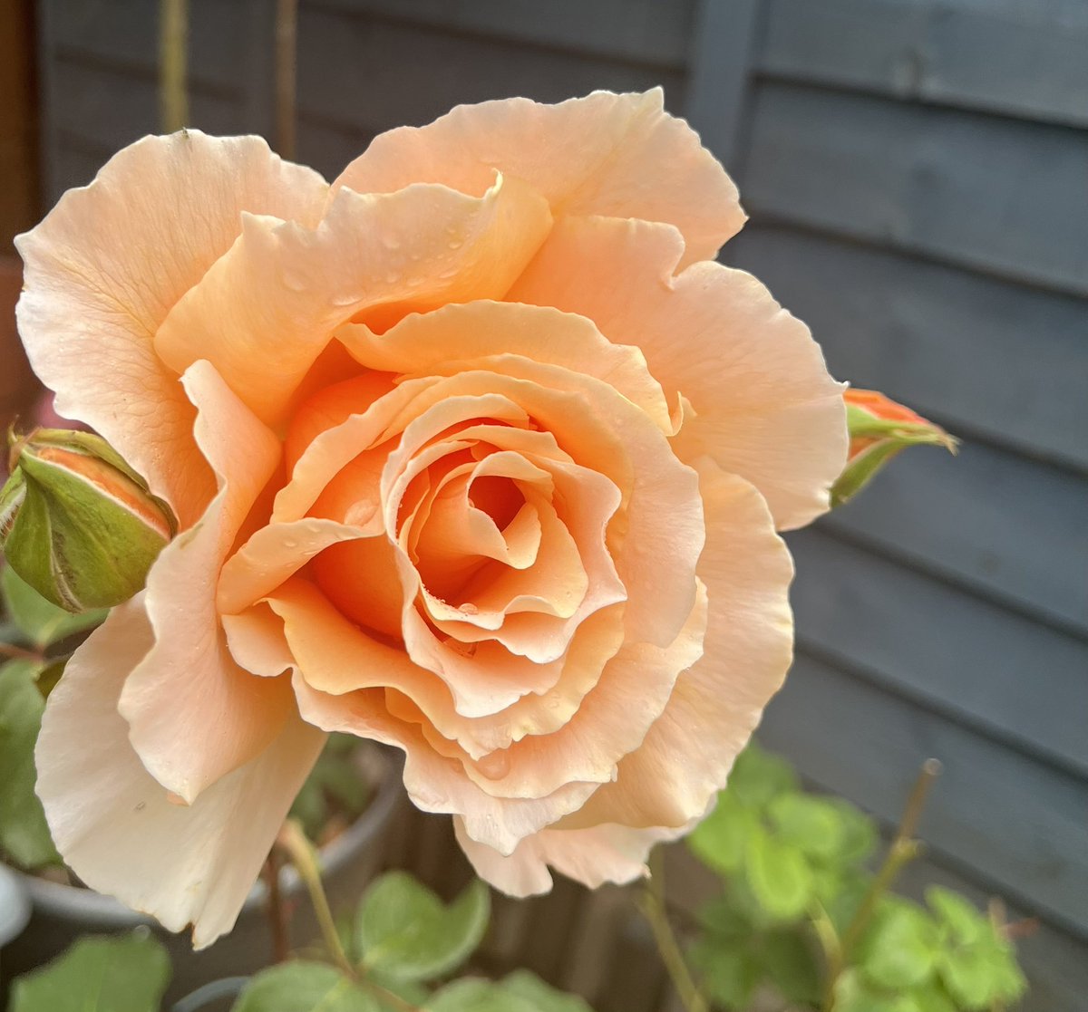 Happy #RoseWednesday and here’s “Just Joey” Rose. Large frilly apricot blooms with a lovely fragrance. Have a wonderful rose filled day everyone. #Roses #GardeningX