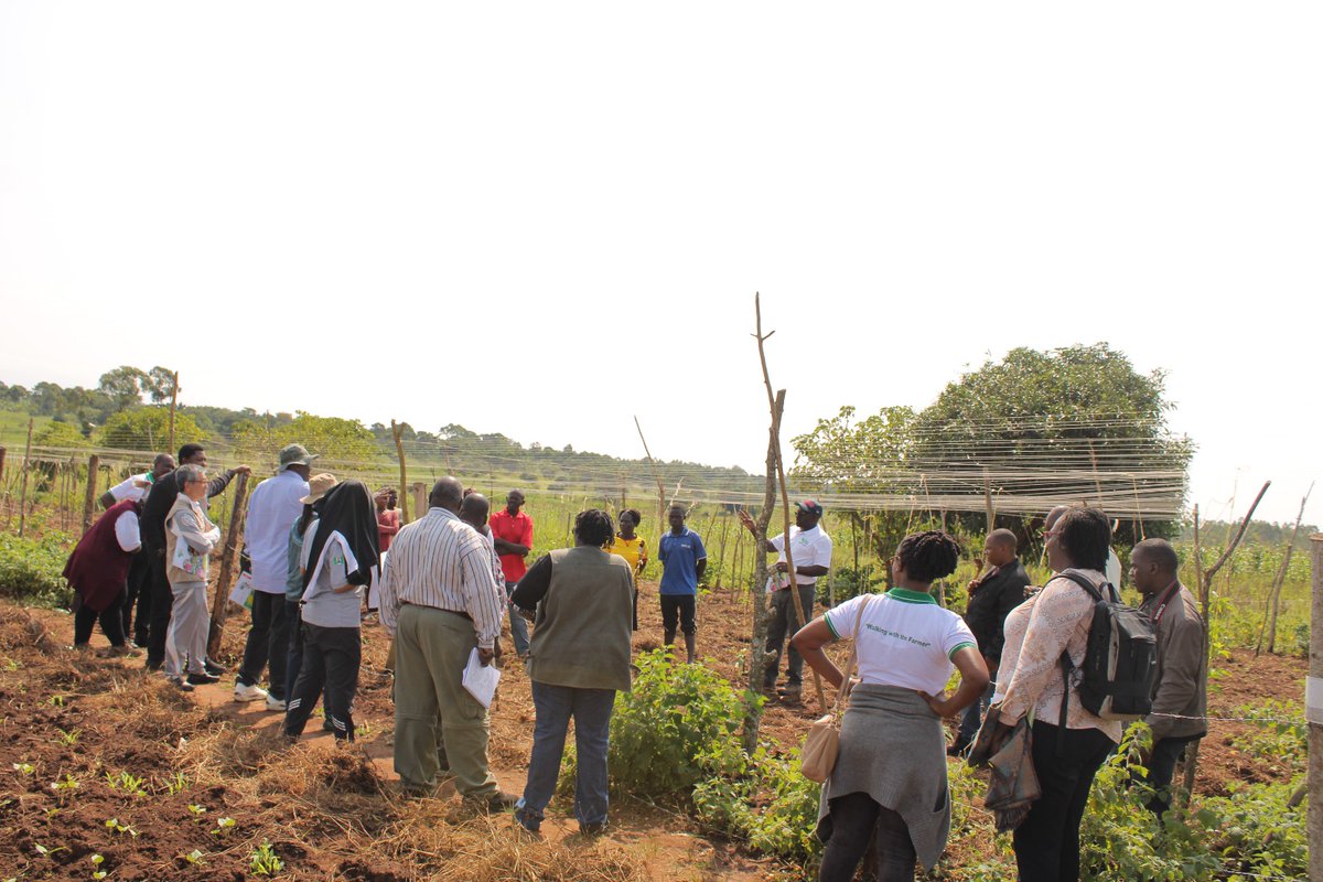 SAA_Uganda's tweet photo. We visited Mr. Kasirye Shafick in Kamuli district, part of a 33-member youth group supported by SAA and TRAFFORD, is generating up to UGX 57 million from just one acre using a ¼-acre model. They grow high-value crops like cape gooseberries, tomatoes, passion fruits, and bananas for export, showcasing how SAA-supported initiatives are driving youth empowerment, income diversification, and sustainable agriculture. #YouthInAg #SmartFarming #SAAUganda #AgricultureTransformation