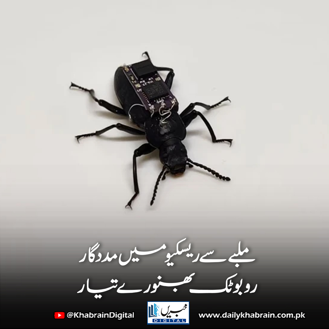 daily_khabrain's tweet photo. ملبے سے ریسکیو میں مددگار روبوٹک بھنورے تیار

https://t.co/LudtcmmaBI

Tap on the link to read full story 👆

#khabraindigital 
#CyborgBeetles #RescueTechnology #ScienceInnovation #BeetleBots #SearchAndRescue #LandmineDetection #TechForGood #AustralianResearch #InsectTech https://t.co/H6PtOuZyRM