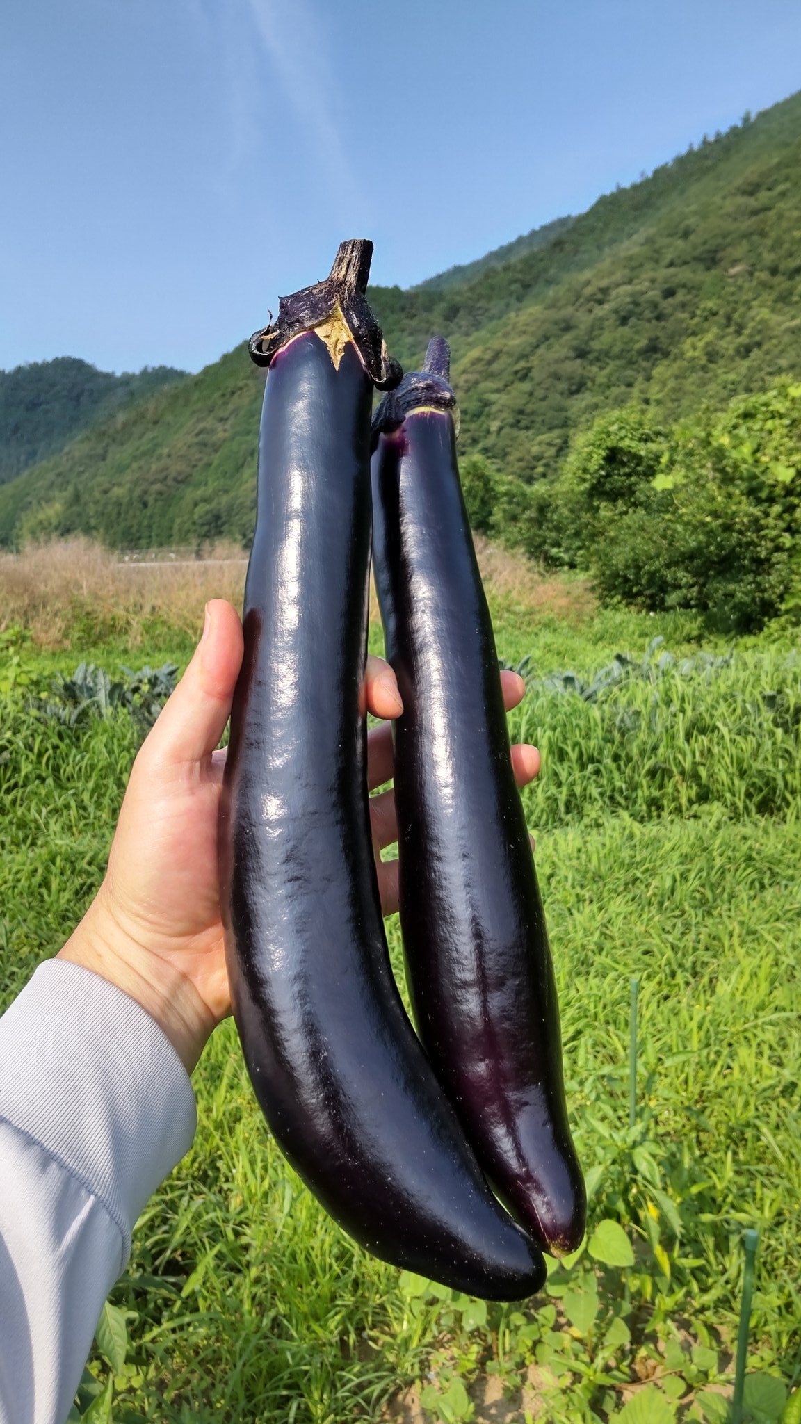 農薬不使用〜にこファーム〜ページ 農薬不使用 - Search / X