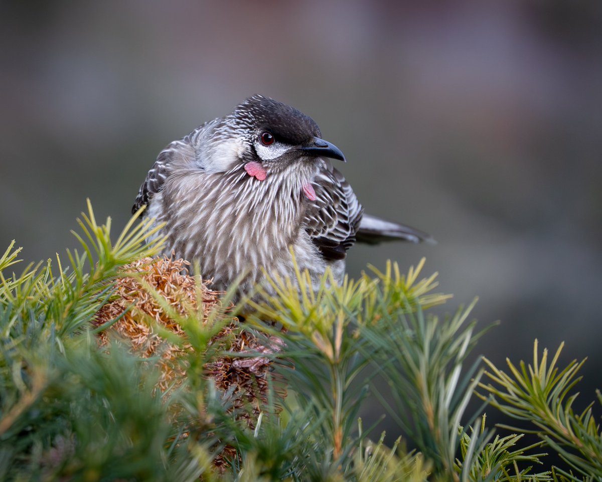ThingsCanberra's tweet image. Red wattlebird - Botanic Gardens