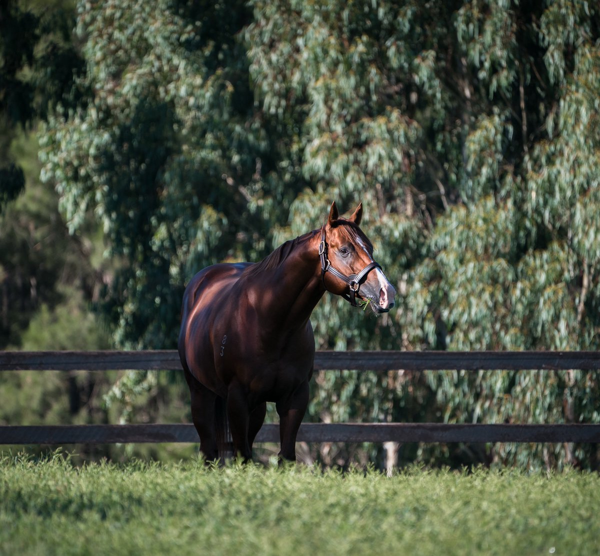 It has been a great year not only in the sale ring for Star Turn, he also sired 8 individual Stakes horses this racing season. No other stallion standing under $25,000 in Australia has had more!