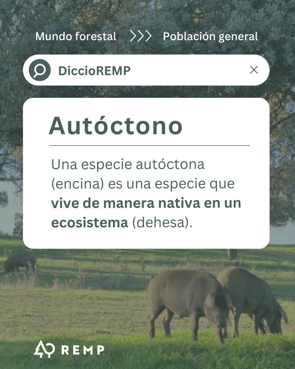 🌳 Hoy en #DiccioREMP hablamos del significado de #autóctono. Especies como la encina, que forman parte natural de #ecosistemas como la dehesa, sin haber sido introducidas.

Conocerlas es cuidar mejor de nuestros #montes.

<a href="/FBiodiversidad/">Fundación Biodiversidad</a> 
#ProyectosPRTR #PlanDeRecuperación #REMP