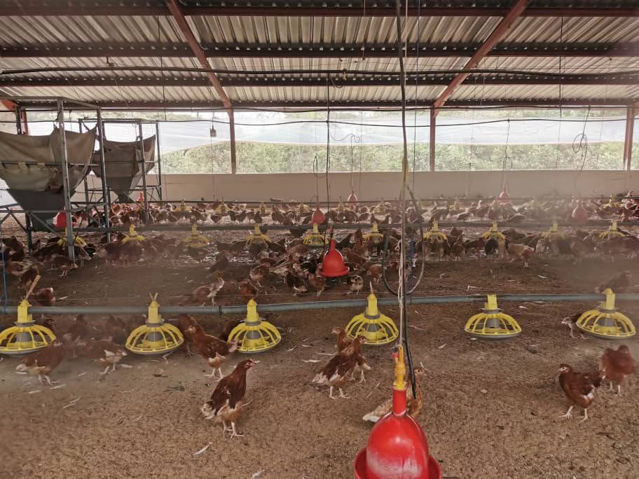 explorer_school's tweet photo. The kids had an amazing time visiting Yielding Tree out in Lusaka West! 🐥🌿 They got to see where some of the country’s best Point-of-Lay hens are raised, learned a thing or two about animal feeds, and of course, made the most of being out in nature. https://t.co/rqDKK47zCM