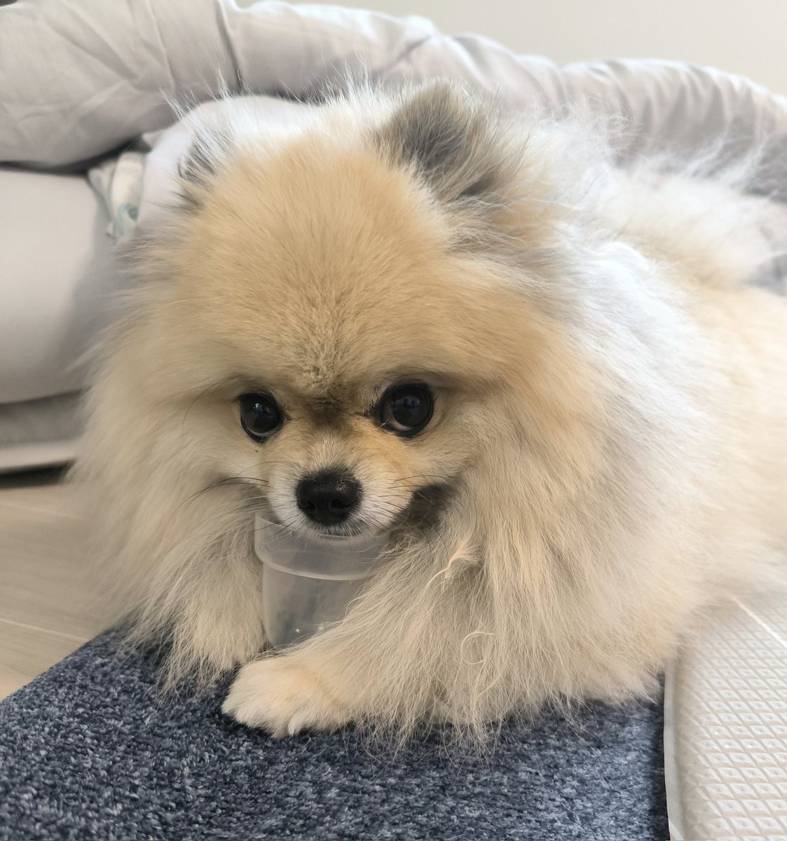 pome_boss0519's tweet image. 渡すもんか！