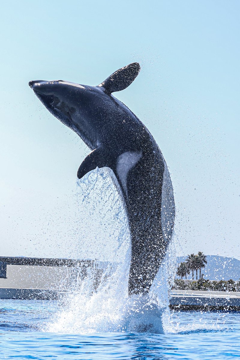 orca_hinata's tweet image. シャチのひねりがすごいっ！！