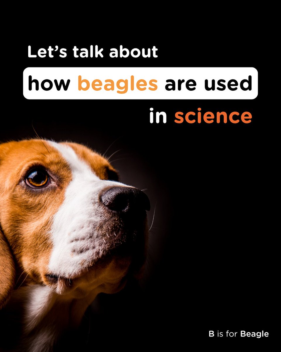 humane_research's tweet image. Nearly 37,000 beagles have been experimented on in British laboratories since 2014.
Most are used for chemical/drug safety testing. This involves force-feeding chemicals through a tube directly into their stomach or injecting them.
#StopAnimalTesting