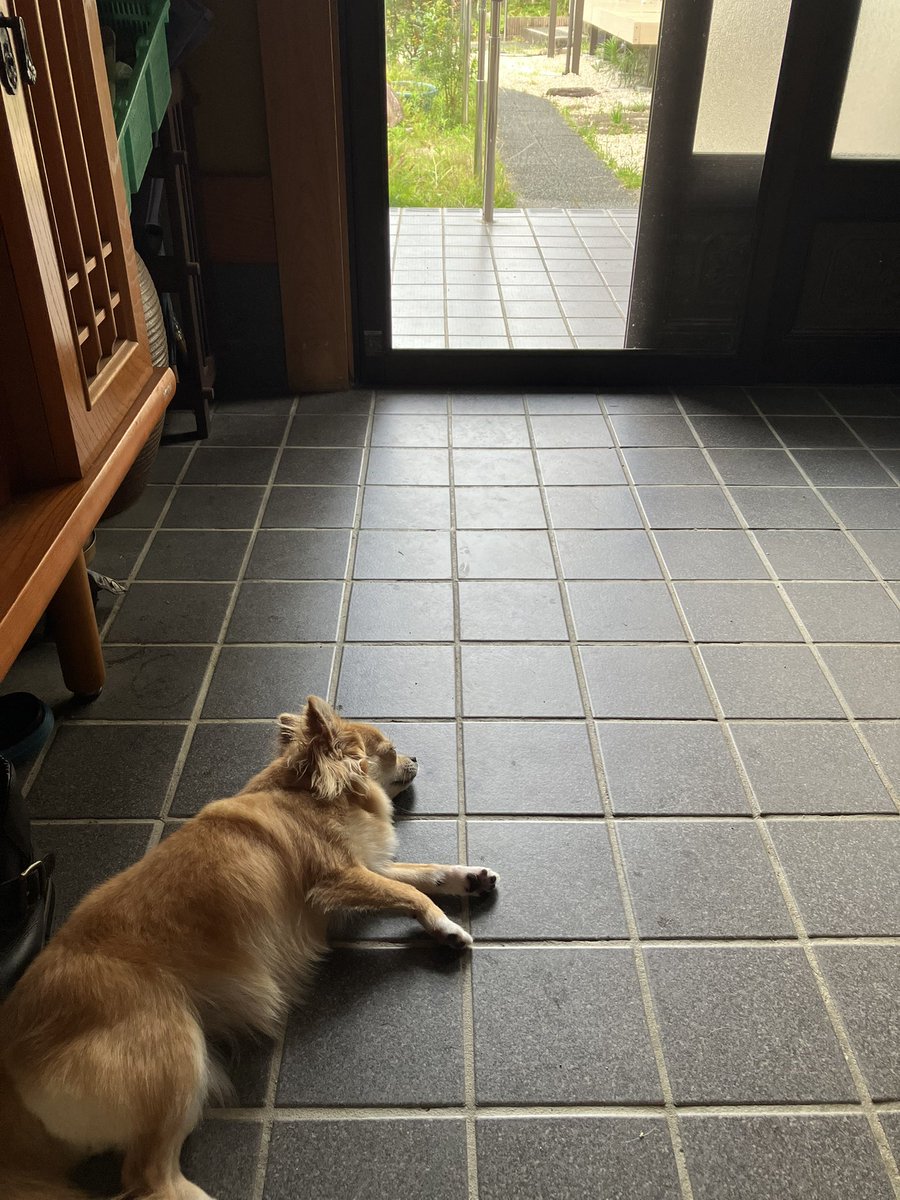 さいきんは涼しい場所探して落ちてる