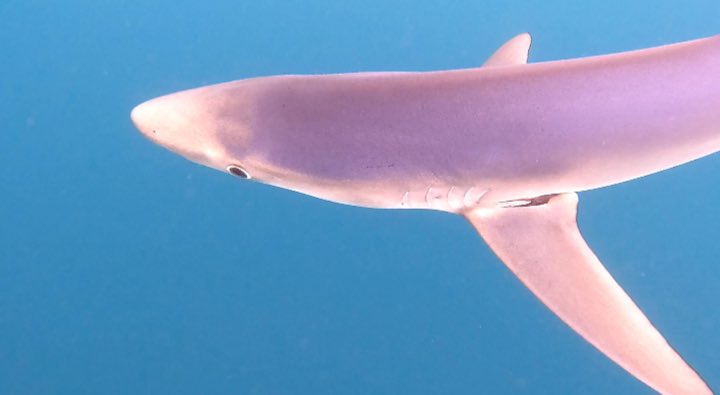 VLSorrellImages's tweet image. Another lovely day in Cornwall - swimming in the refreshing (17C) Celtic Sea!

Came across a curious 2M Blue Shark. Very beautiful colours, big intelligent eyes, and slightly too close open mouth!

All fingers &amp;amp; toes (arms &amp;amp; legs) intact!

#LoveNature #LoveTheSea