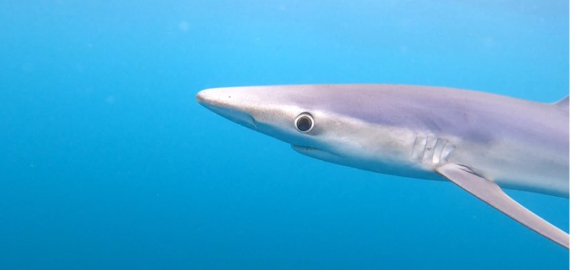 VLSorrellImages's tweet image. Another lovely day in Cornwall - swimming in the refreshing (17C) Celtic Sea!

Came across a curious 2M Blue Shark. Very beautiful colours, big intelligent eyes, and slightly too close open mouth!

All fingers &amp;amp; toes (arms &amp;amp; legs) intact!

#LoveNature #LoveTheSea