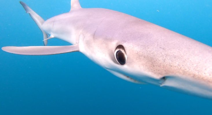 VLSorrellImages's tweet image. Another lovely day in Cornwall - swimming in the refreshing (17C) Celtic Sea!

Came across a curious 2M Blue Shark. Very beautiful colours, big intelligent eyes, and slightly too close open mouth!

All fingers &amp;amp; toes (arms &amp;amp; legs) intact!

#LoveNature #LoveTheSea