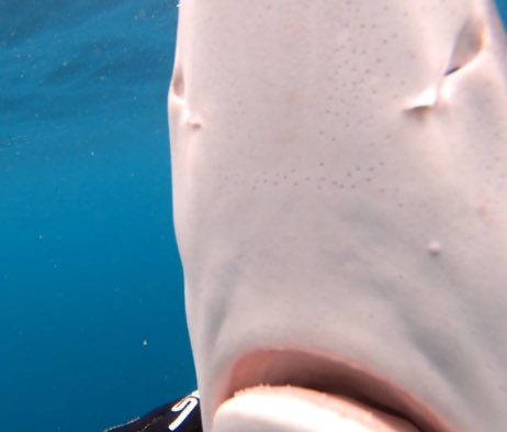 VLSorrellImages's tweet image. Another lovely day in Cornwall - swimming in the refreshing (17C) Celtic Sea!

Came across a curious 2M Blue Shark. Very beautiful colours, big intelligent eyes, and slightly too close open mouth!

All fingers &amp;amp; toes (arms &amp;amp; legs) intact!

#LoveNature #LoveTheSea