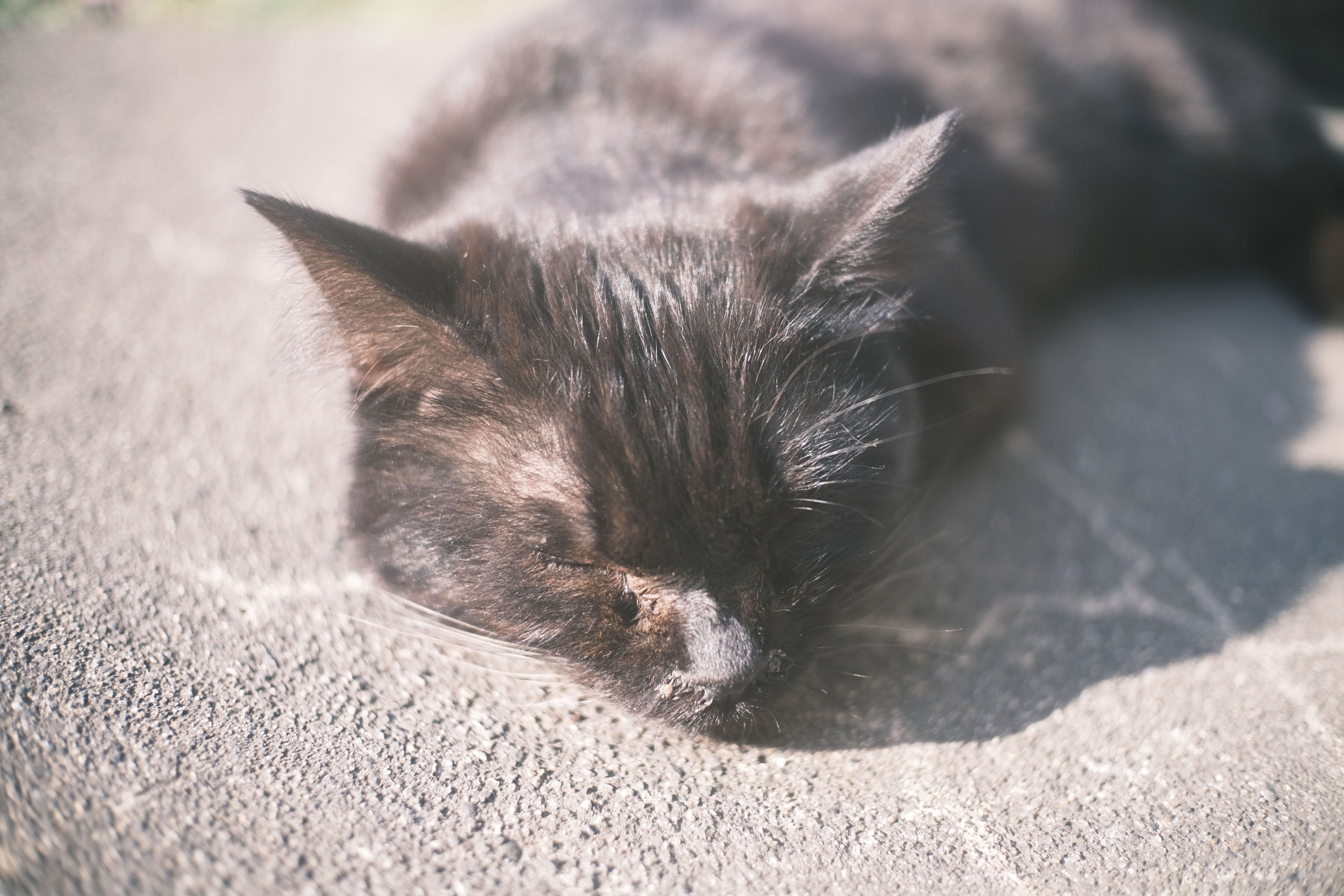 サビ猫大好き！ | Facebook