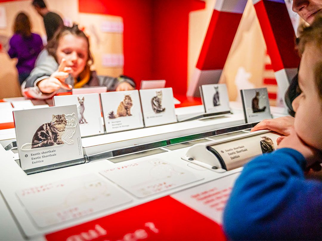 🐶🐱 Ils courent, ils grognent, ils ronronnent… et ils sont PARTOUT 🐾
A la Cité, les chiens et les chats ont repris le pouvoir !

🎉 L’expo Chiens et chats vous attend dès 6 ans, encore plus riche, plus drôle, plus participative, plus… poilue que jamais !

🐕🐾🐕🐾🐕🐾🐕🐾