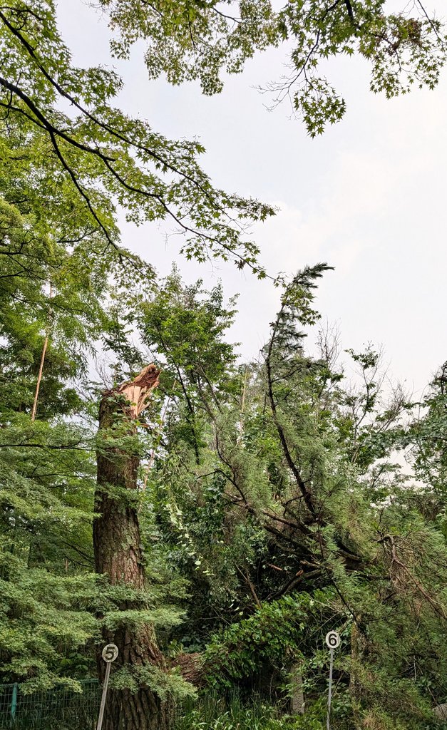 結局大雨と強風で、兼務社の木が折れたり、カミナリなのか謎の故障で冨士山稲荷は電話やインターネットが使えなくなりました😢
例祭のこの時期に💦
工事の方が来てくれるまで、しばらインターネットにつなぐ仕事ができなくなったり、ファクスなどが使えません🙇