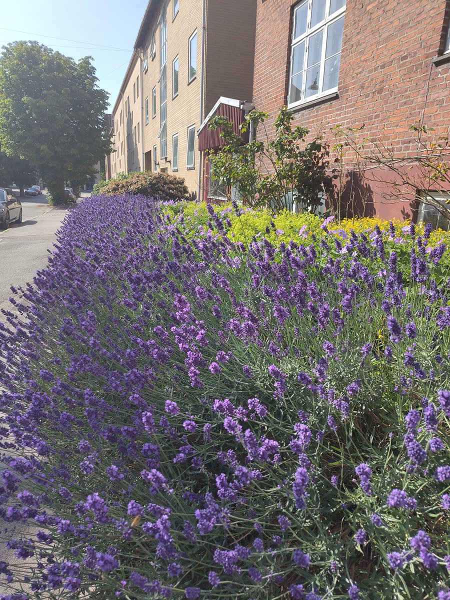 nutanlimaye's tweet image. Why is &quot;I feel lavender&quot; not a phrase?