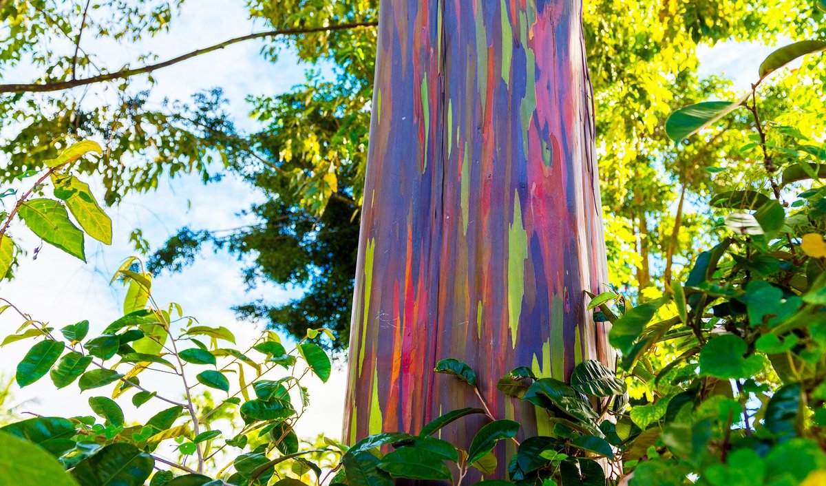 "Referred to as a *living work of art,* the Rainbow Eucalyptus, or Eucalyptus deglupta, is a striking tree known for its vibrant, multicolored bark. The tree is native to the Philippines, Indonesia, and Papua New Guinea."

 🙏🏼🌏🕊️

📷 One Tree Planted©️